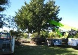 Tree Management Services Grand Scene Landscaping & Design